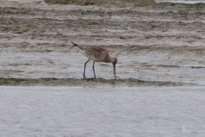 Hudsonian Godwit - ML646128847