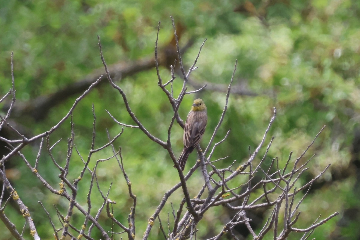 Bruant cendré - ML646128854