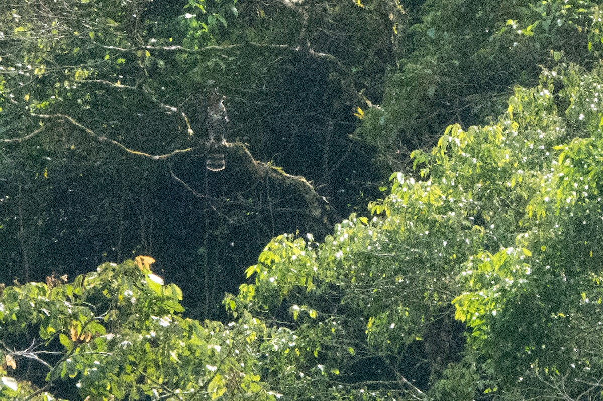 Ornate Hawk-Eagle - ML646128855