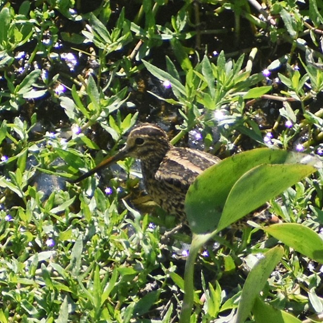 ハリオシギ - ML646128856