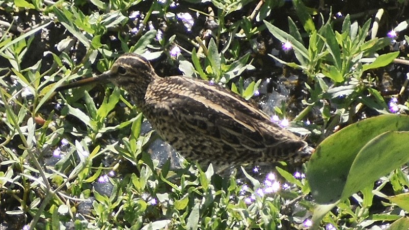 ハリオシギ - ML646128857