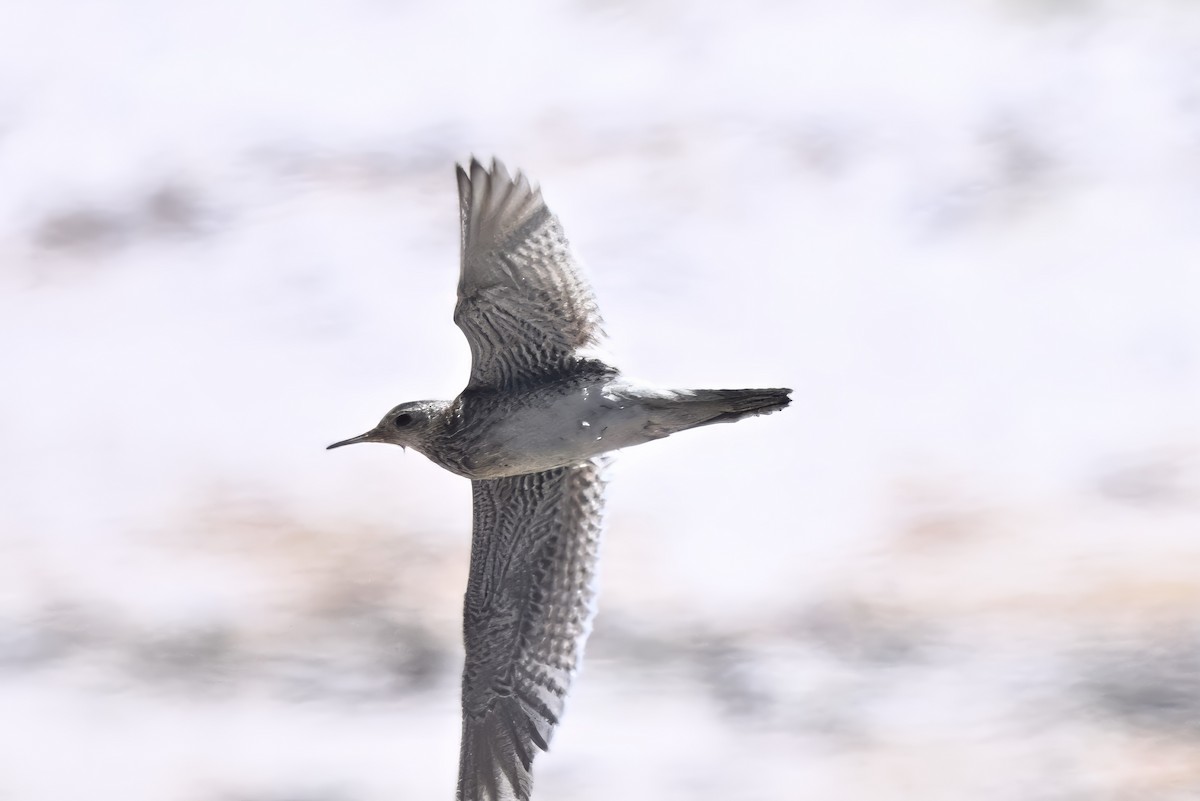 Upland Sandpiper - ML646128859