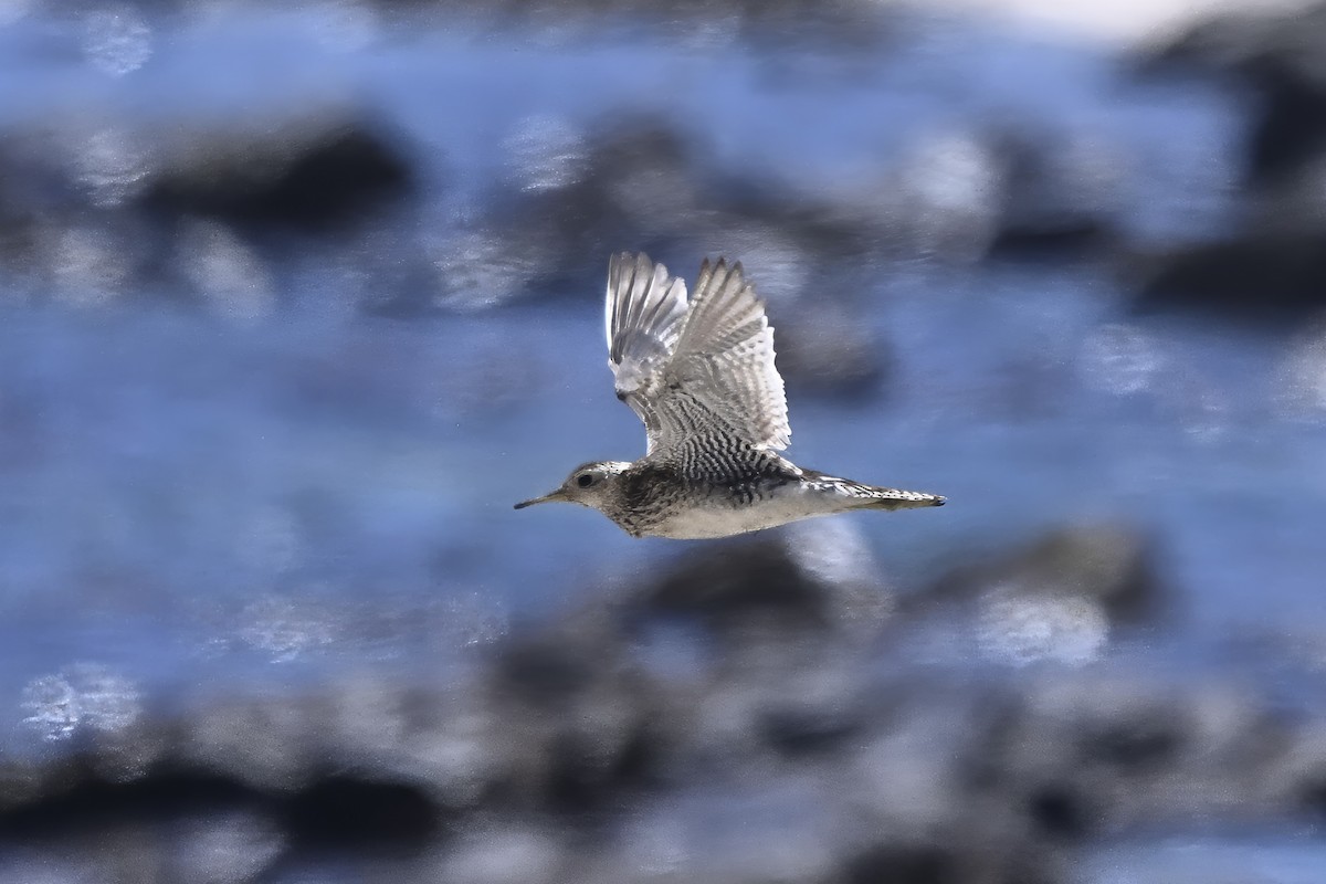 Upland Sandpiper - ML646128860