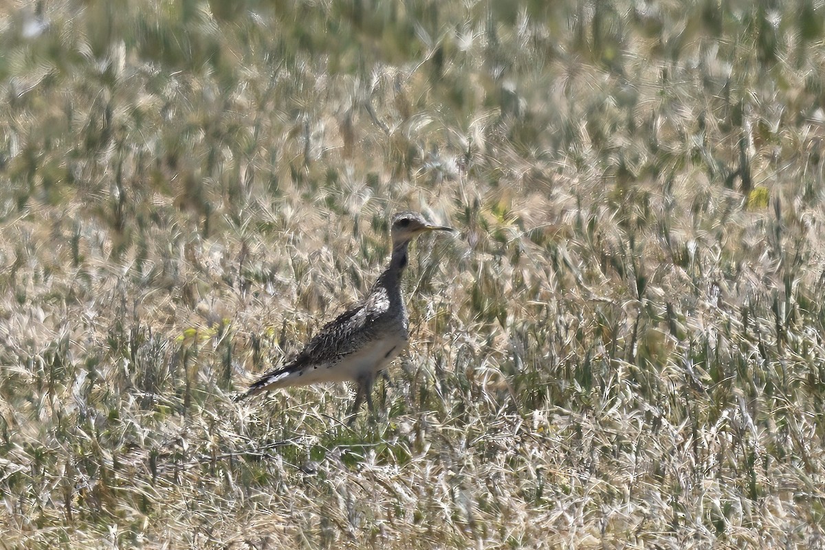 Upland Sandpiper - ML646128861