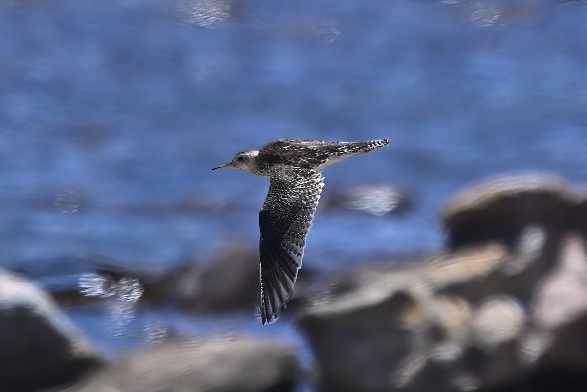 Upland Sandpiper - ML646128862