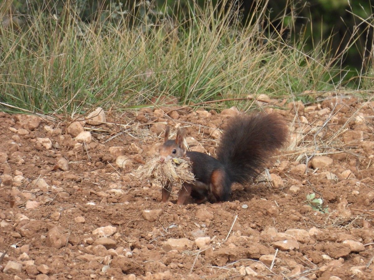 キタリス - ML646128864