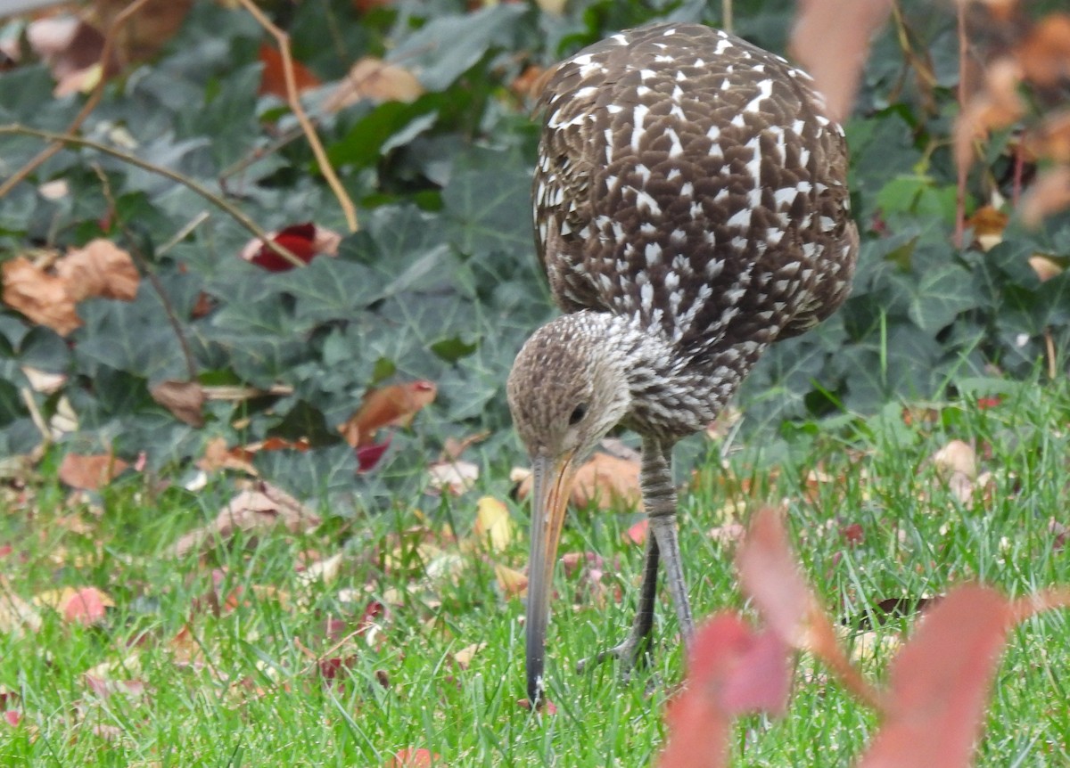 Limpkin - ML646128873