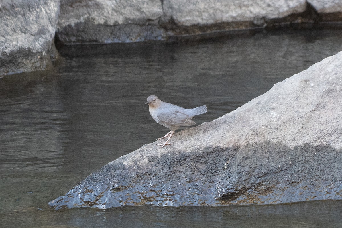 Ur-zozo iparramerikarra - ML646128881