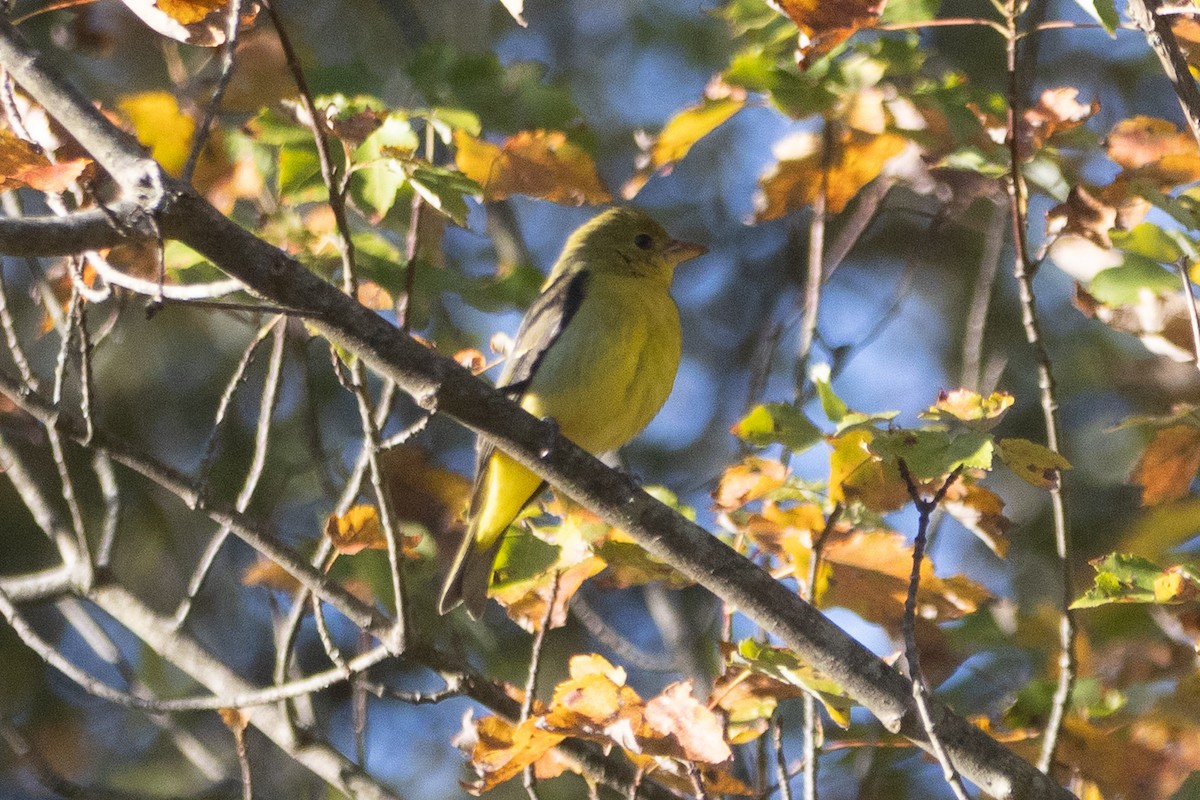 Scarlet Tanager - ML646128887