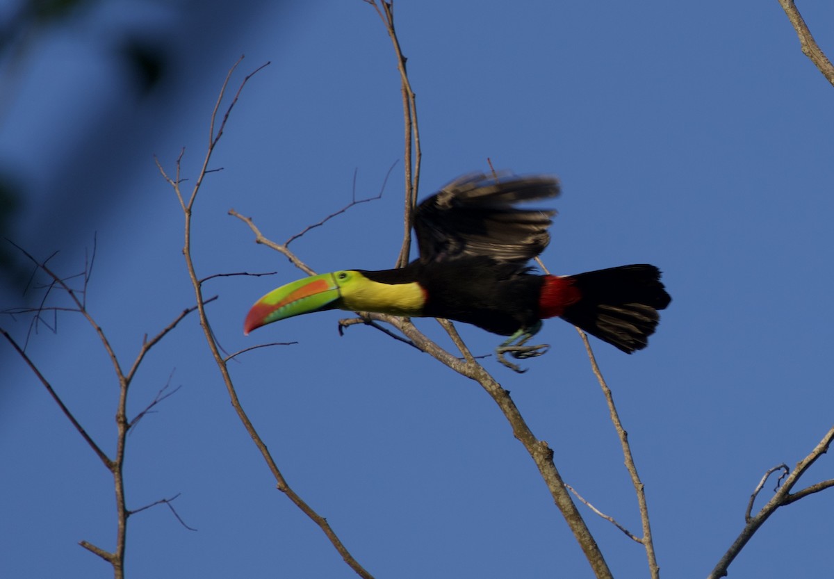 Keel-billed Toucan - ML646128888