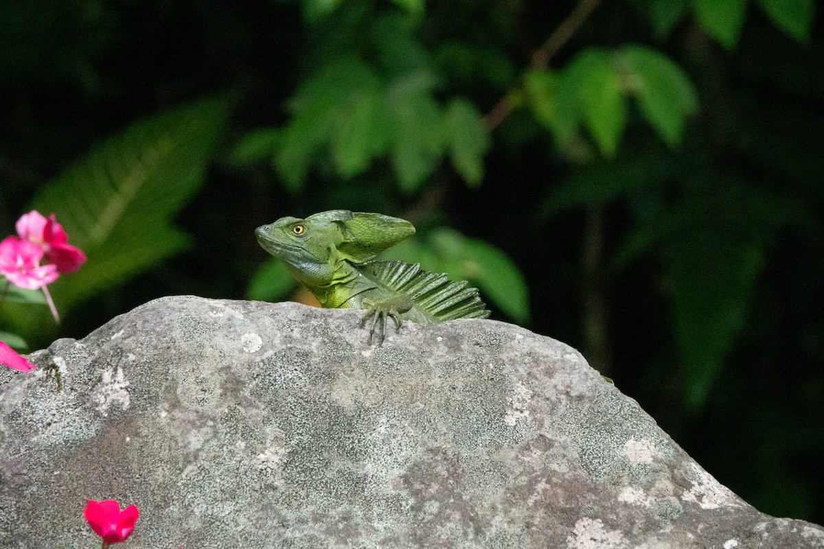 Animals - ML646128890