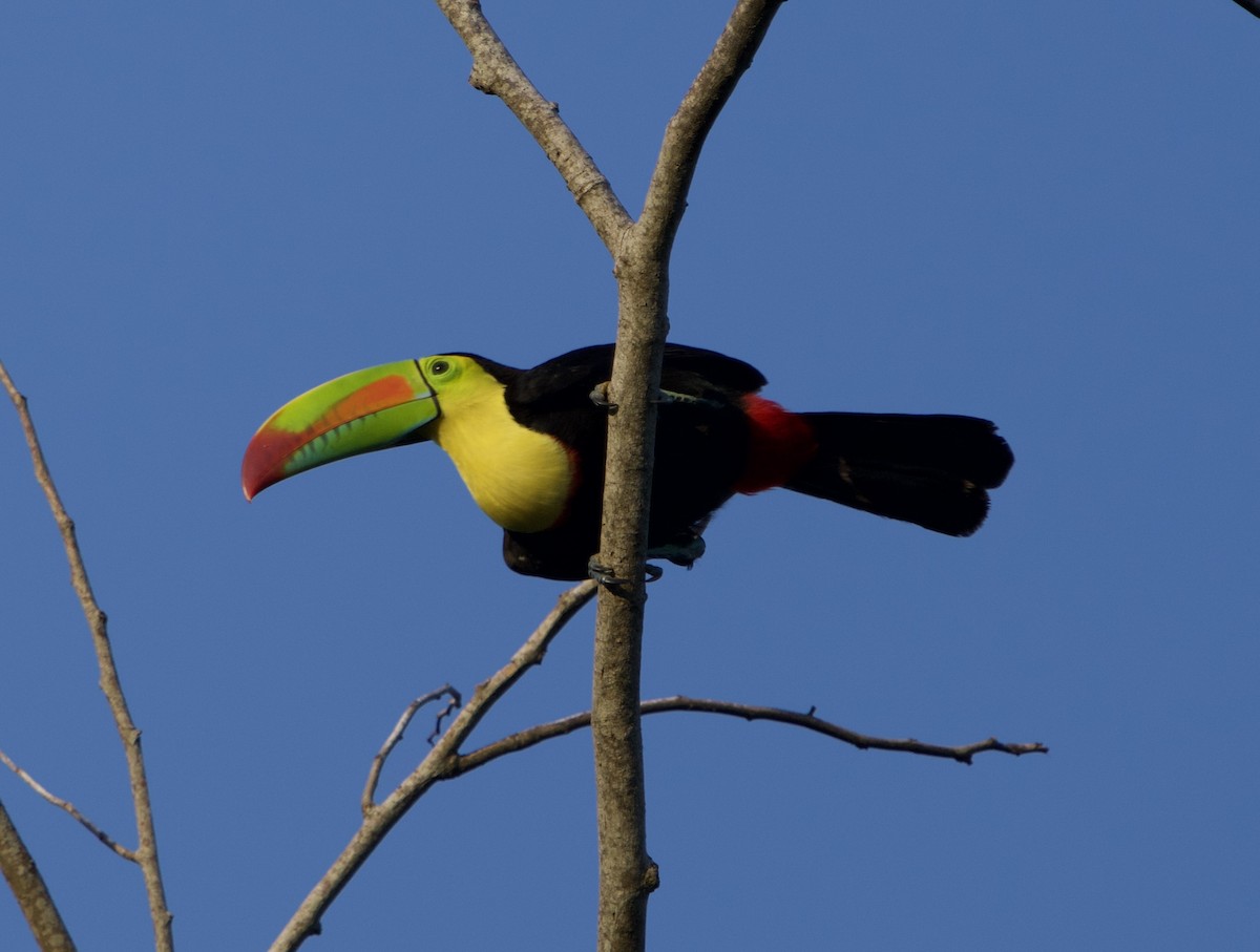 Keel-billed Toucan - ML646128893
