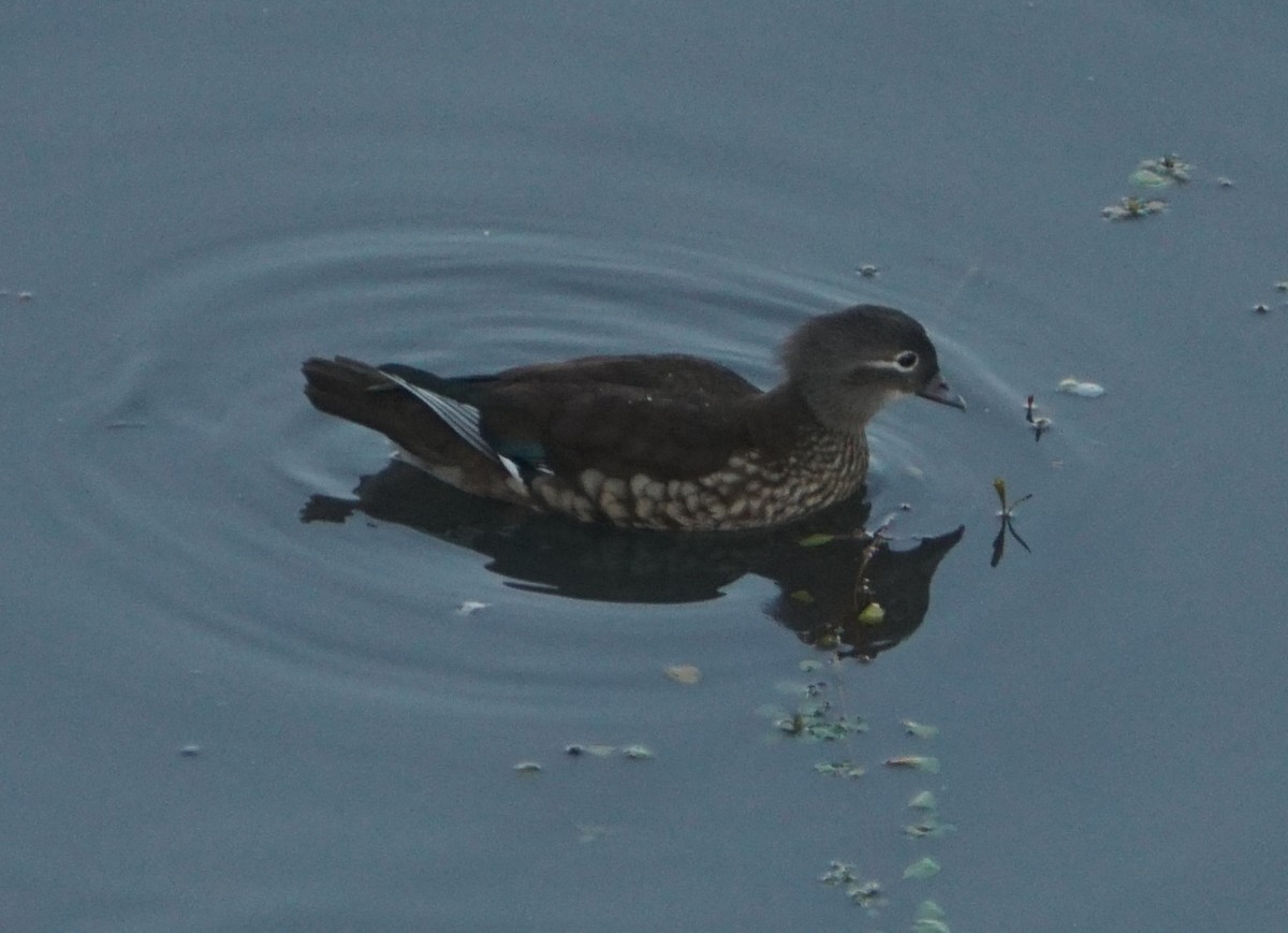 Mandarin Ördeği - ML646128896