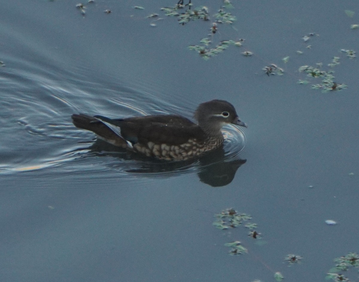 Mandarin Ördeği - ML646128897