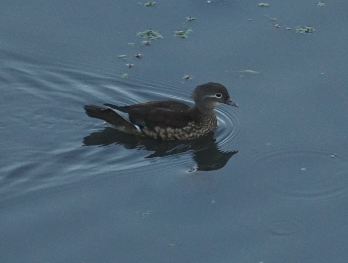 Mandarin Ördeği - ML646128898