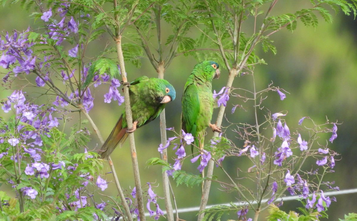 Blue-crowned Parakeet - ML646128901