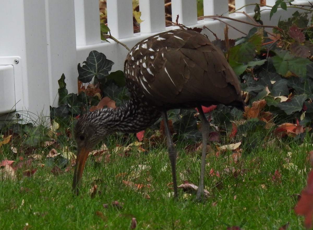 Limpkin - ML646128902