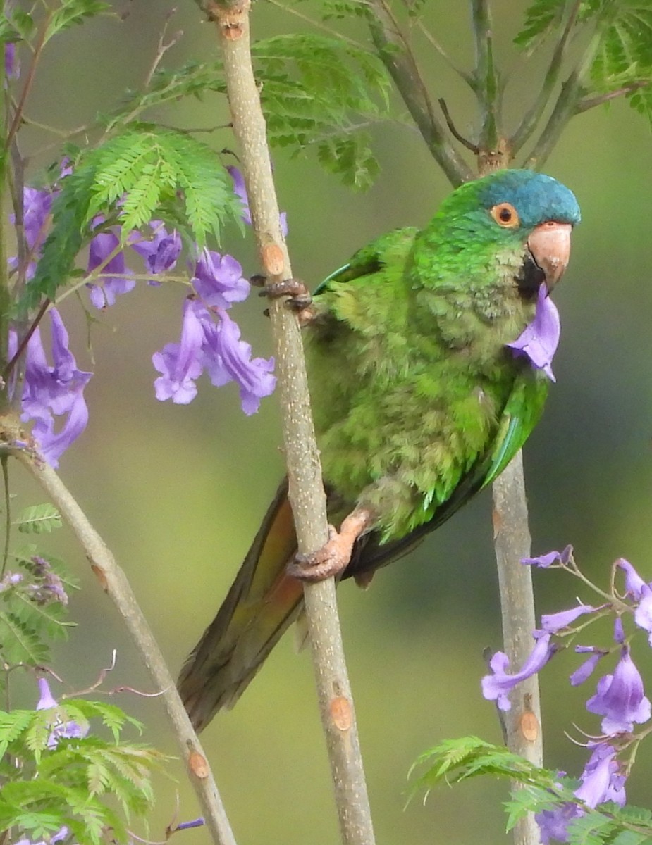 Blue-crowned Parakeet - ML646128908