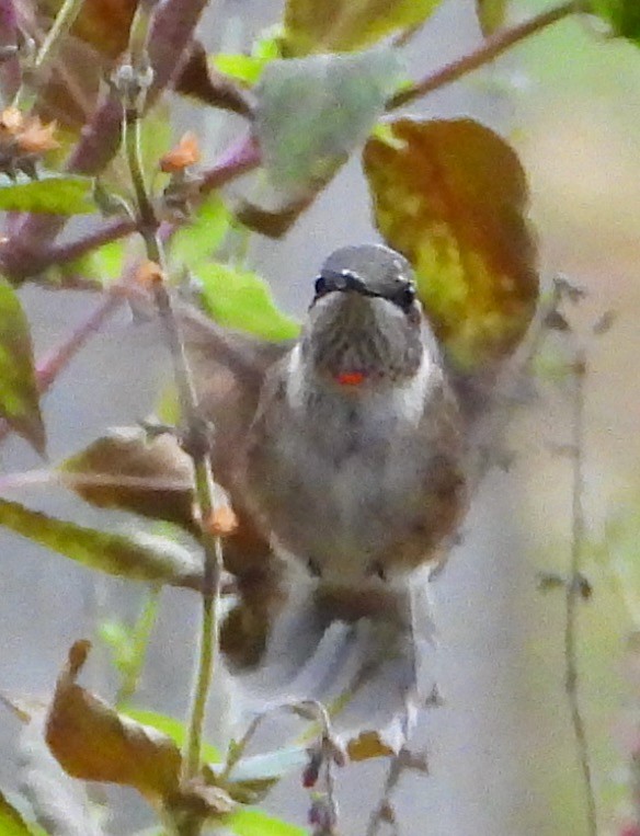 Ruby-throated Hummingbird - ML646128916