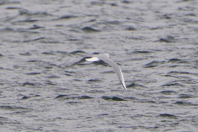 Bonaparte's Gull - ML646128919