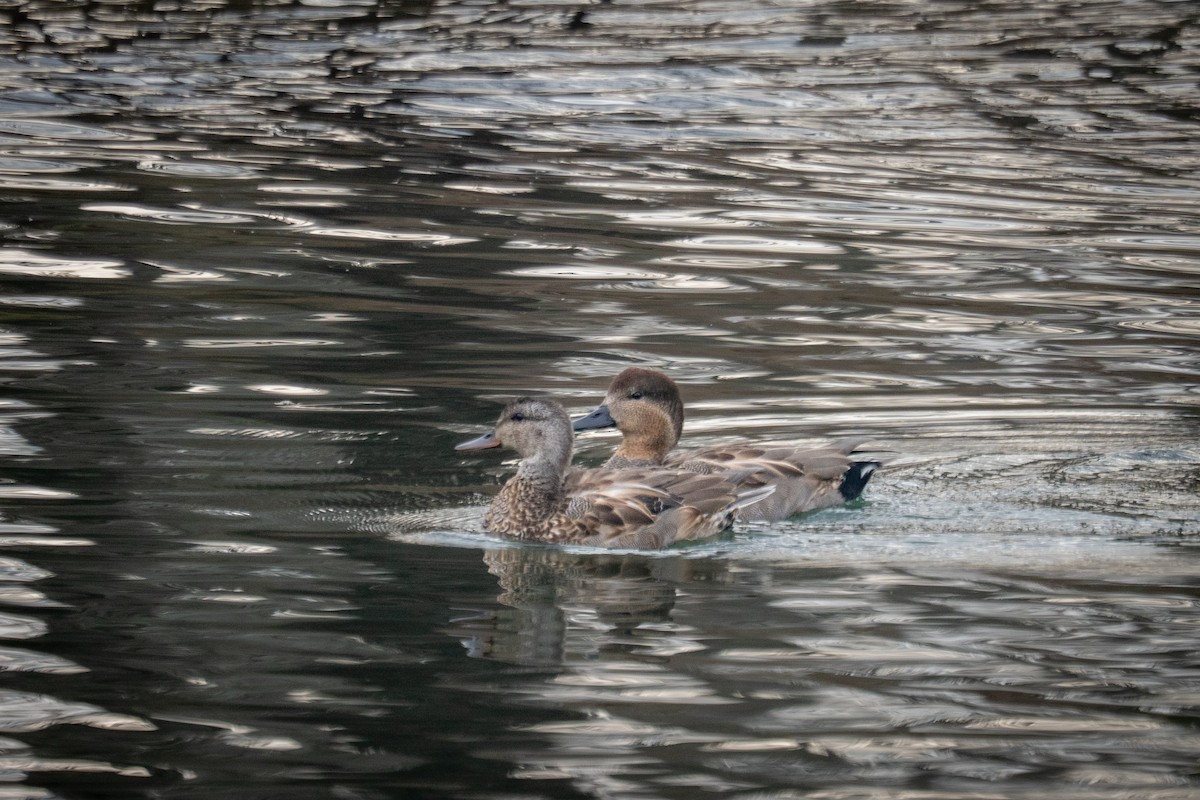 kopřivka obecná - ML646128923