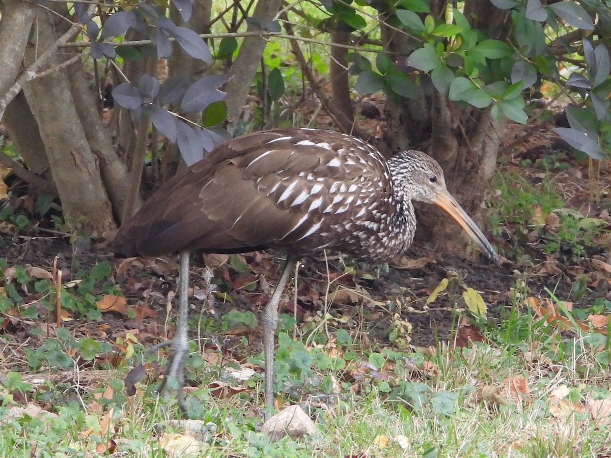 Limpkin (Speckled) - ML646128926