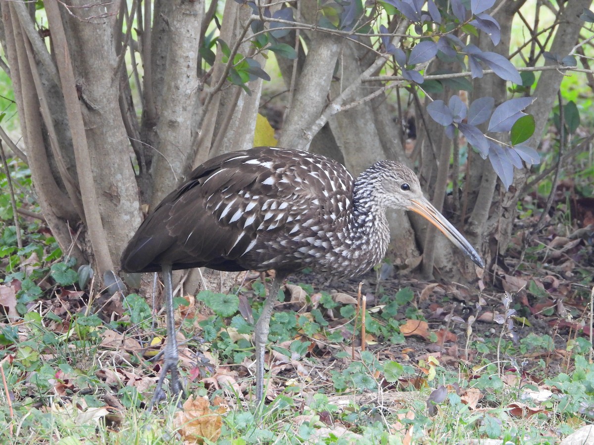 Limpkin (Speckled) - ML646128928