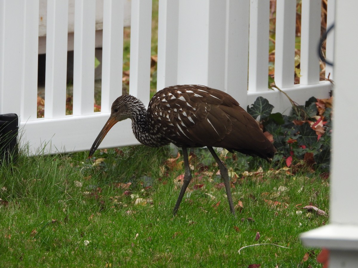 Limpkin (Speckled) - ML646128930