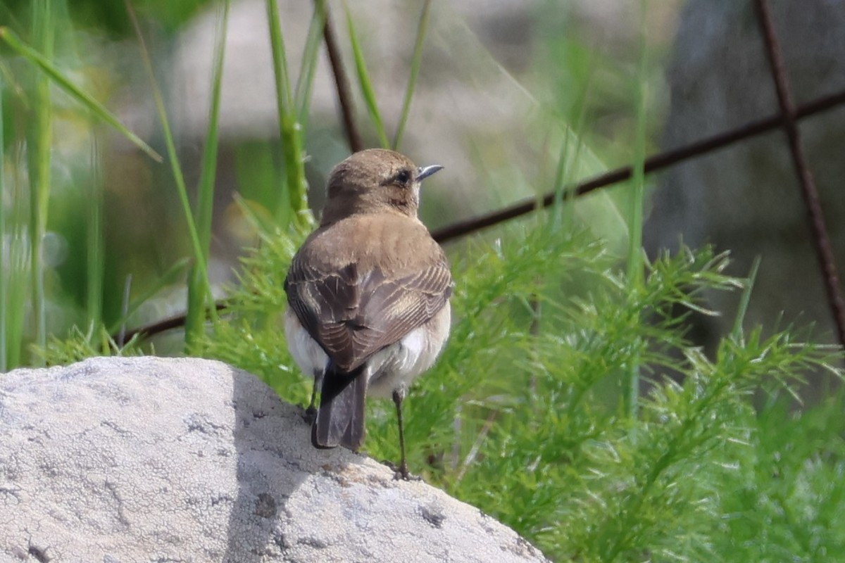 Traquet noir et blanc - ML646128933
