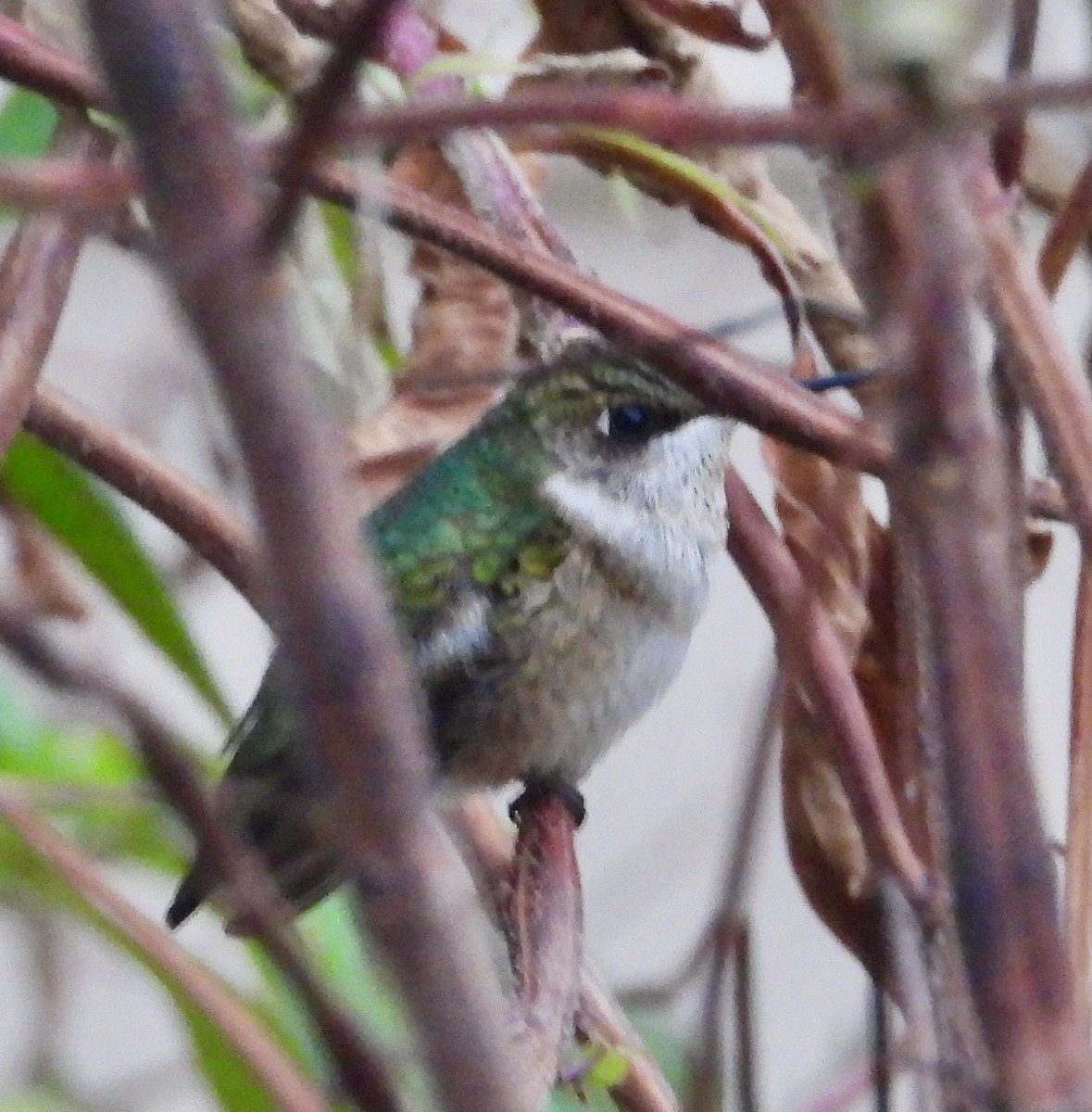 Ruby-throated Hummingbird - ML646128934