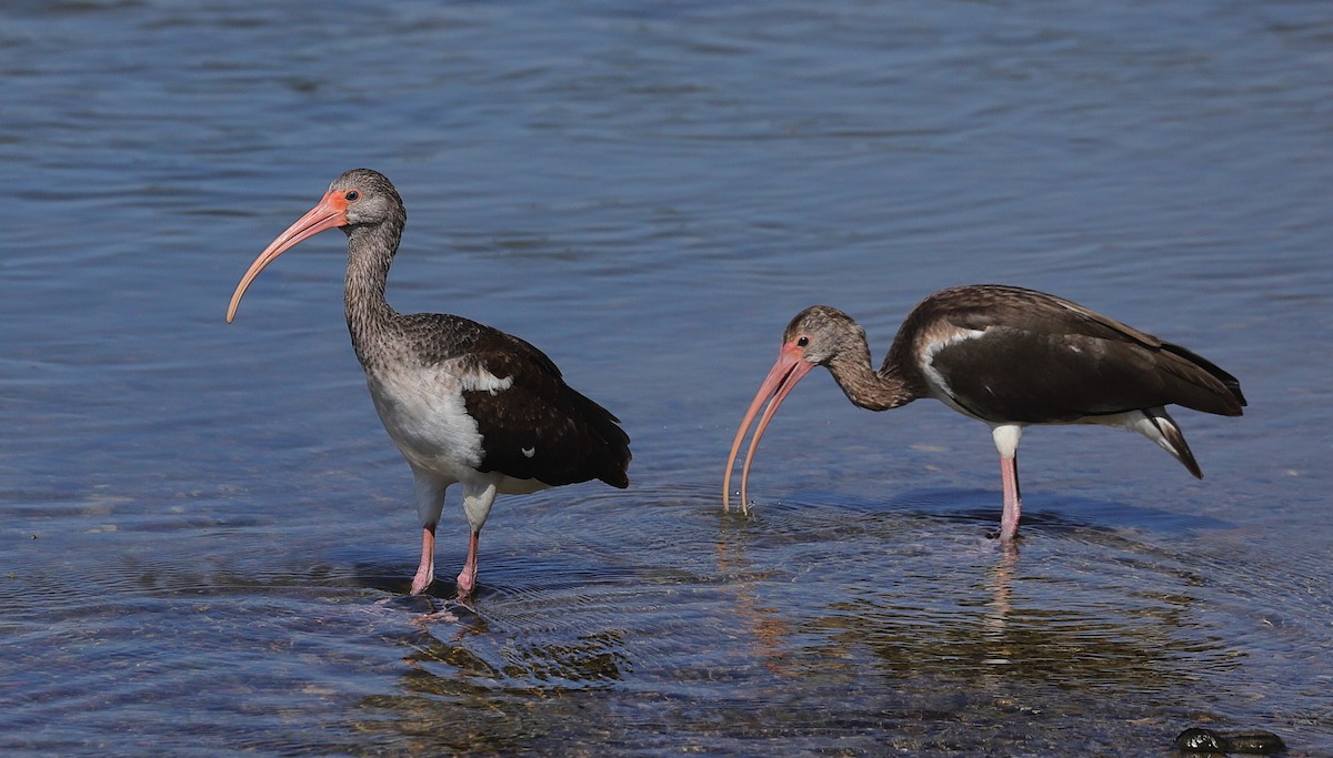 White Ibis - ML646128939