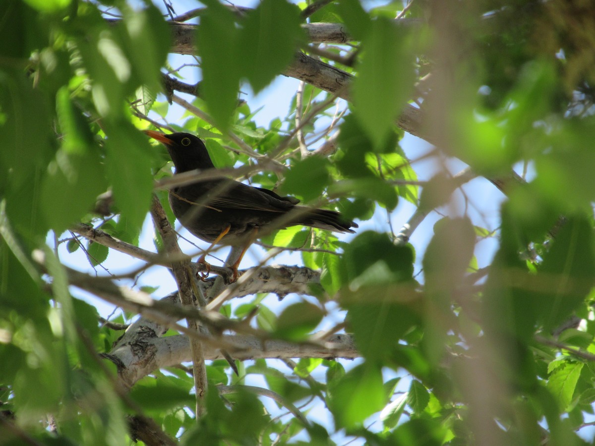 Chiguanco Thrush - ML646128940