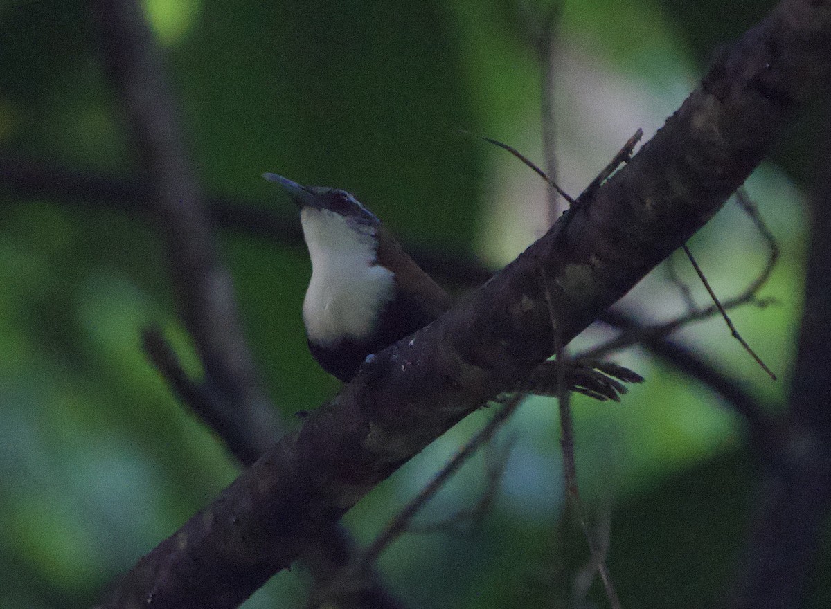 Black-bellied Wren - ML646128941