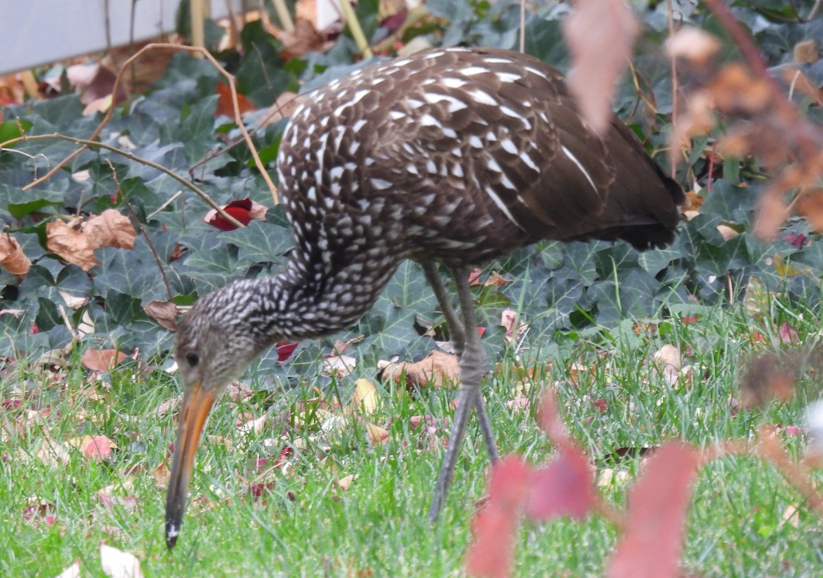Limpkin - ML646128942