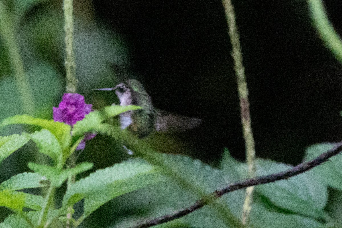 Snowcap - ML646128943