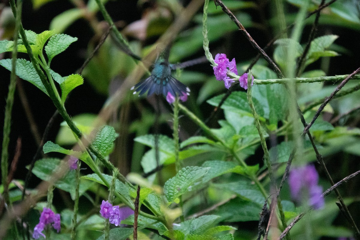 Snowcap - ML646128944