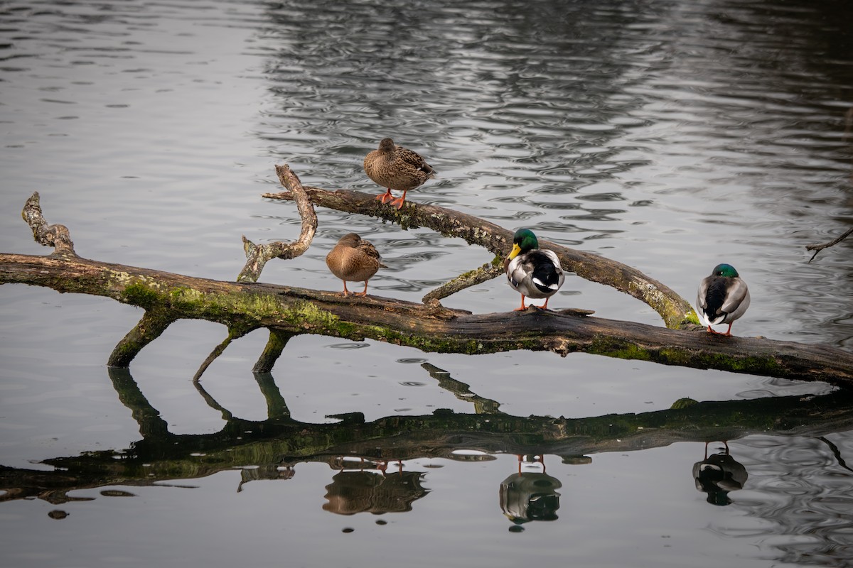 kachna divoká - ML646128946