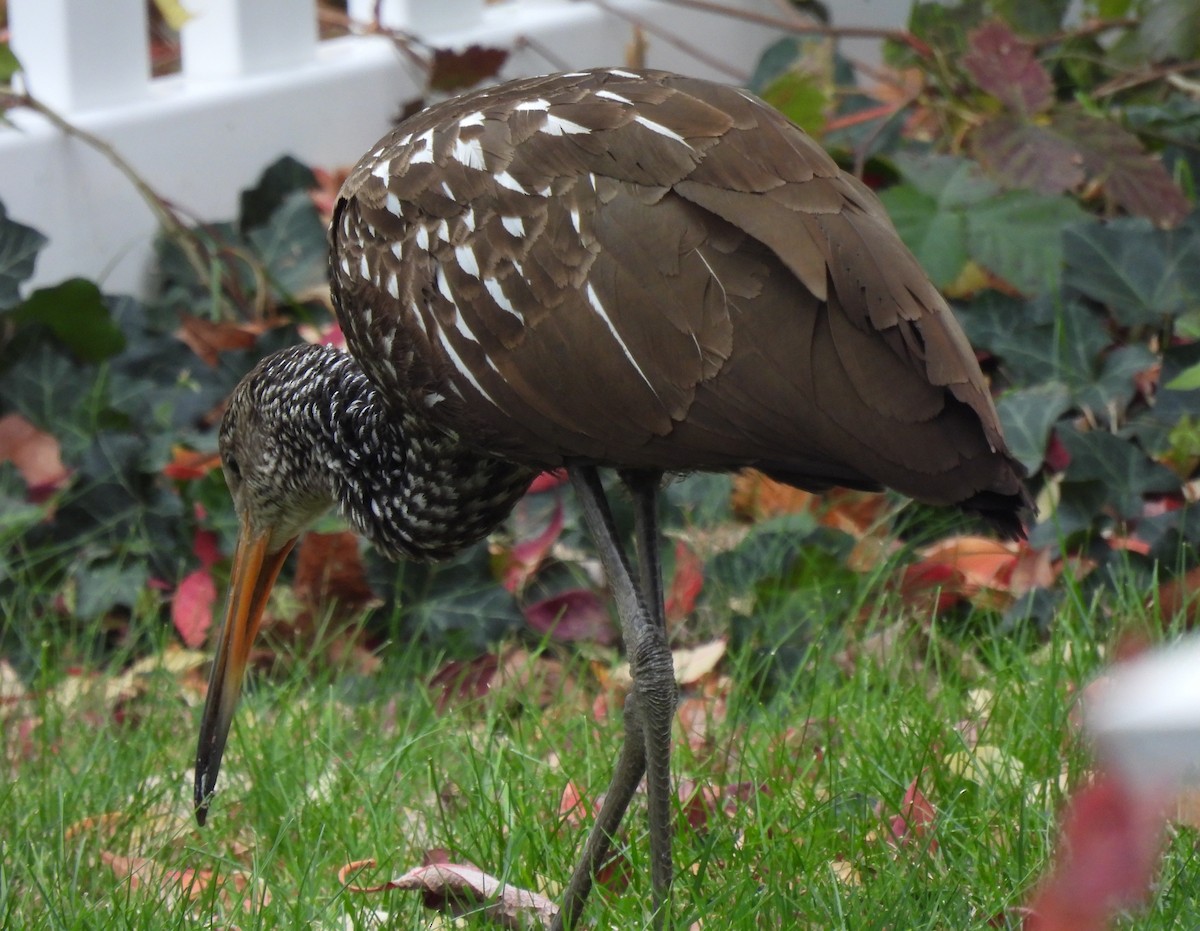 Limpkin - ML646128957