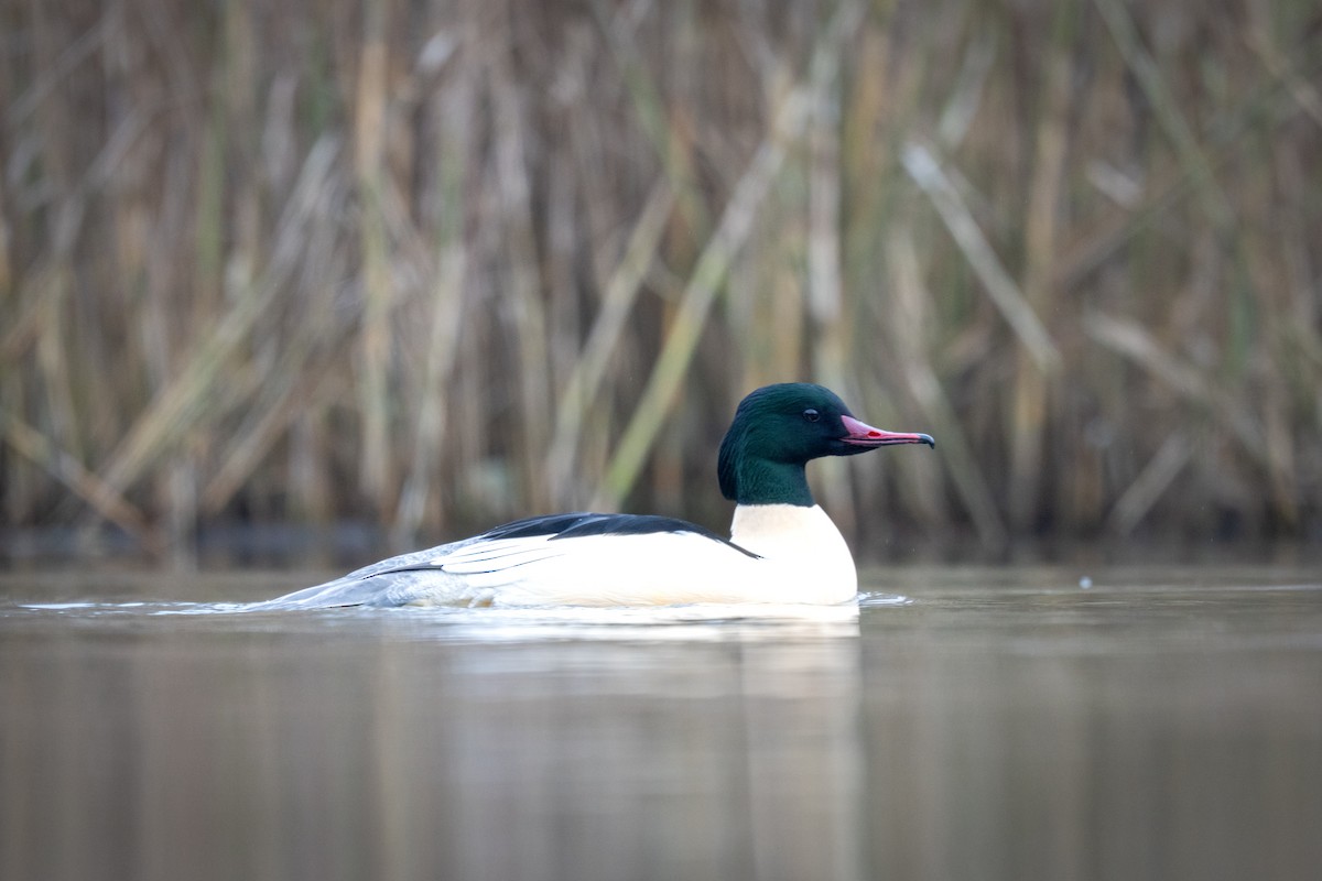 morčák velký - ML646128958