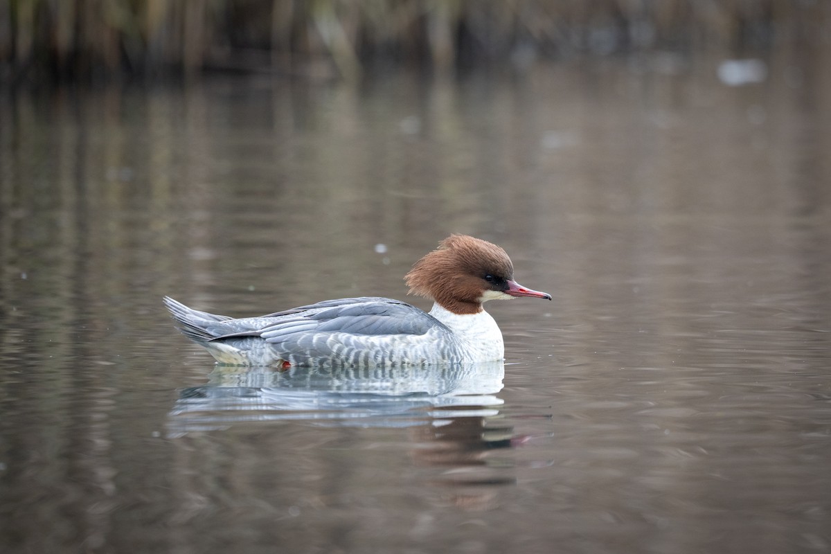 morčák velký - ML646128959