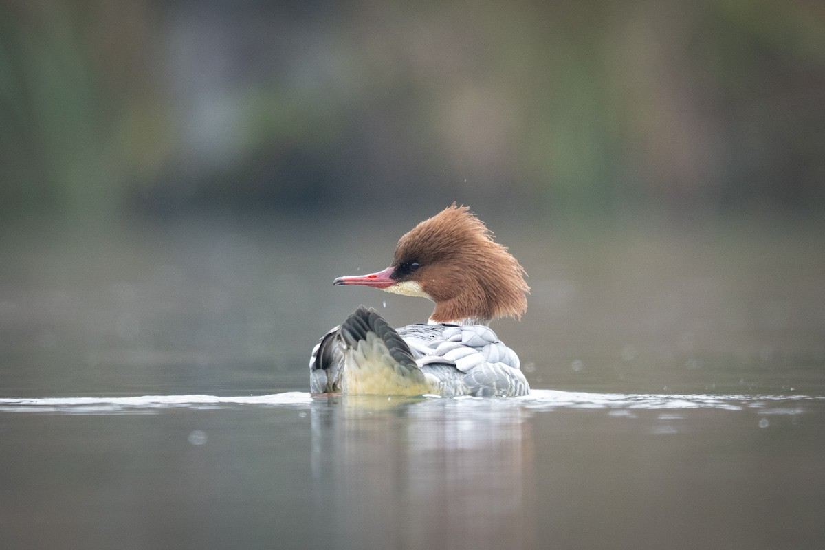 morčák velký - ML646128960