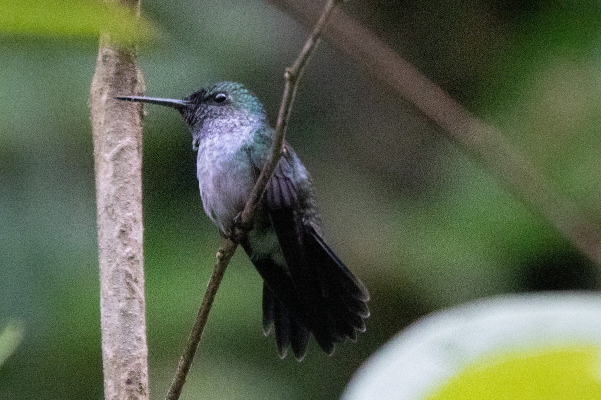 Blue-chested Hummingbird - ML646128963