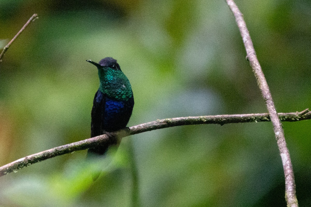 Crowned Woodnymph - ML646128964