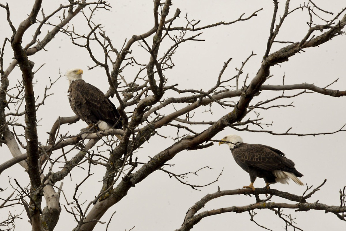 Bald Eagle - ML646128970