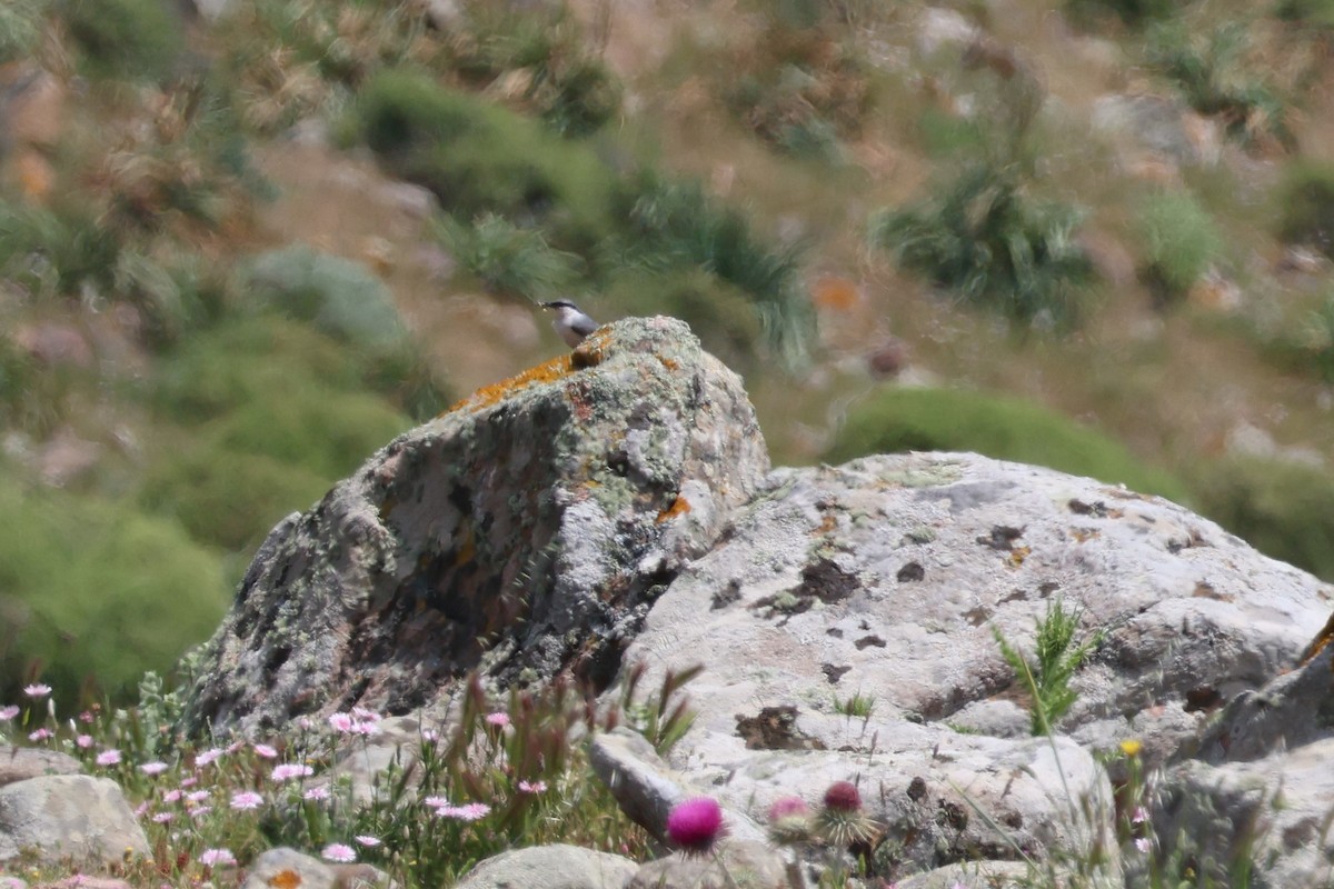 Sittelle de Neumayer - ML646128980