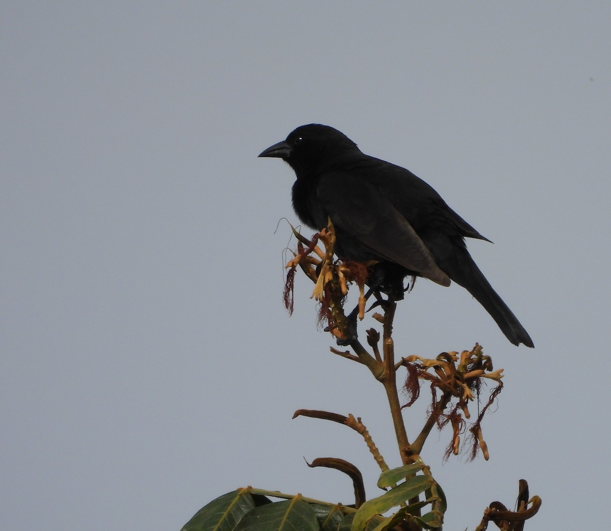 Bolivian Blackbird - ML646128981