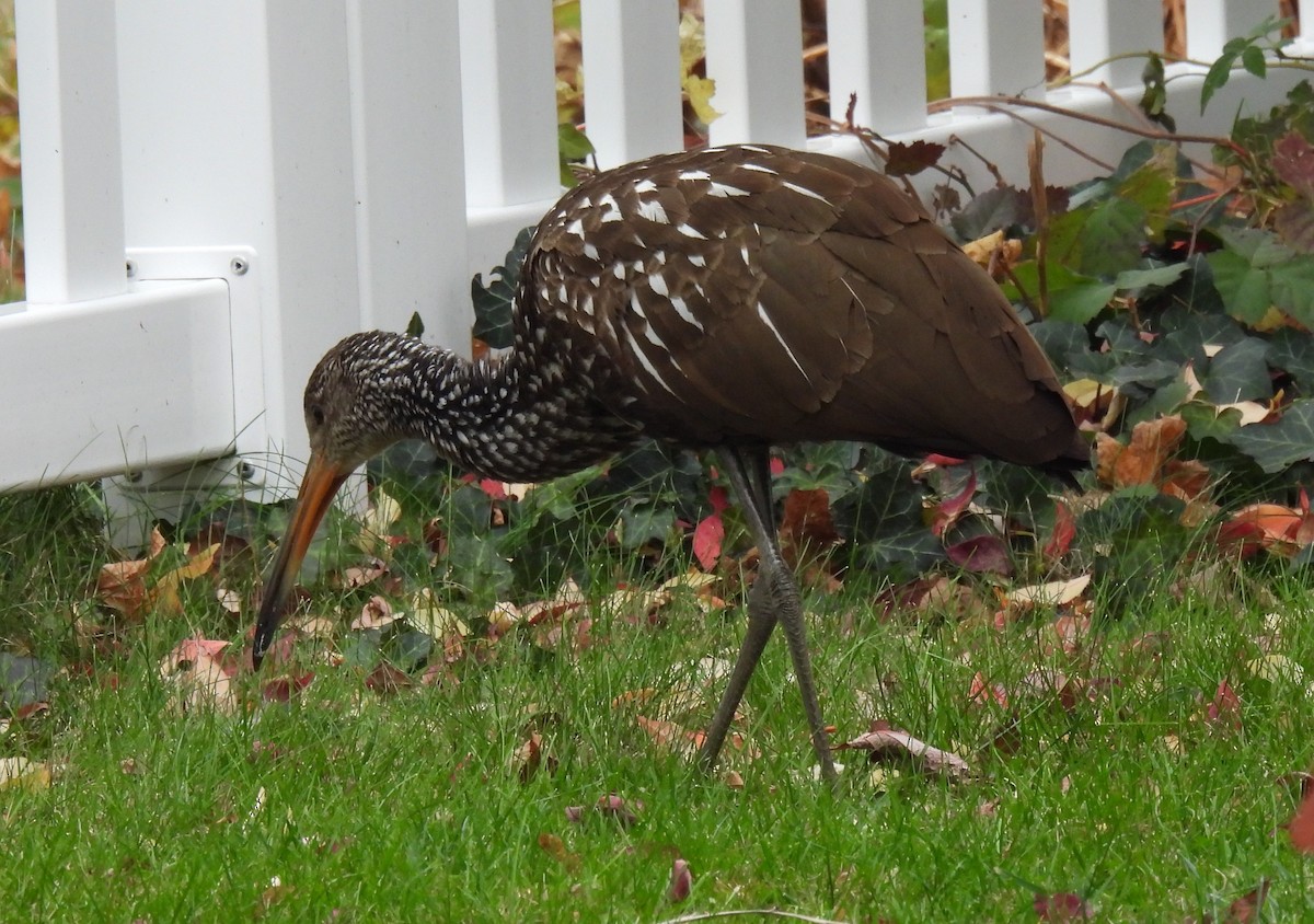 Limpkin - ML646128982