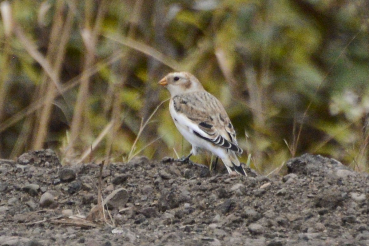 Snow Bunting - ML646128987