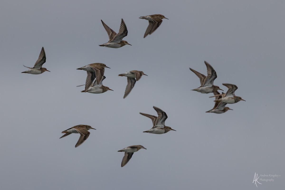 Побережник арктичний - ML646128994