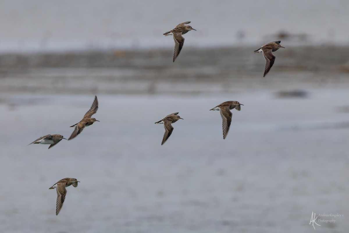 Побережник арктичний - ML646128995